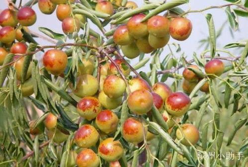 陕西大枣爆料最新消息,揭秘千年古枣的秘密 第2张 陕西大枣爆料最新消息,揭秘千年古枣的秘密 第2张